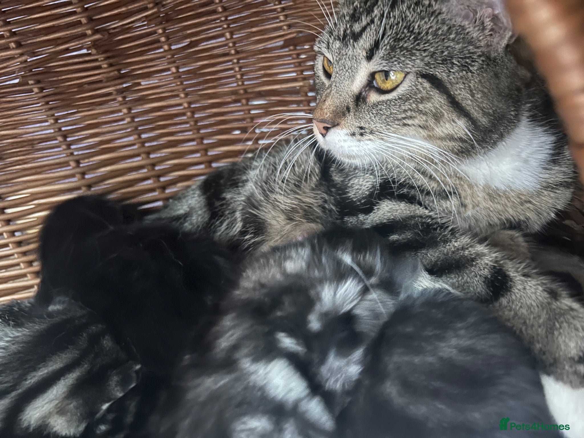 Mixed Breed cats Beautiful kittens  - Advert 5