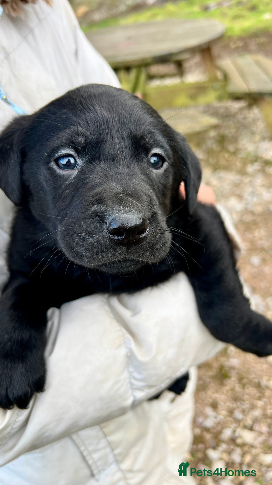 Labrador Retriever dogs for sale: KC Registered black Labrador Puppies for sale - Advert 17