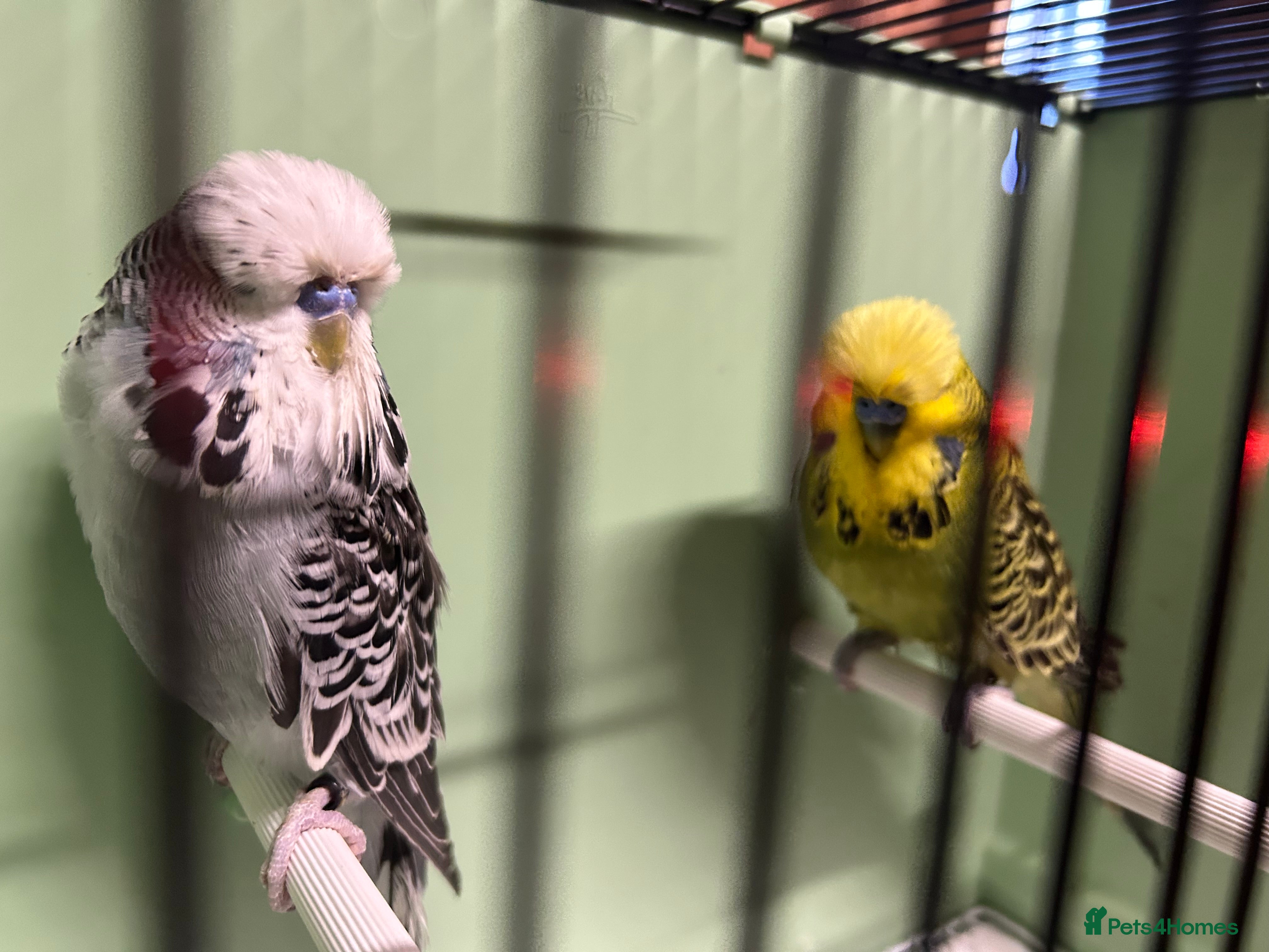 Budgerigars birds Budgies for sale, all in good health - Advert 16