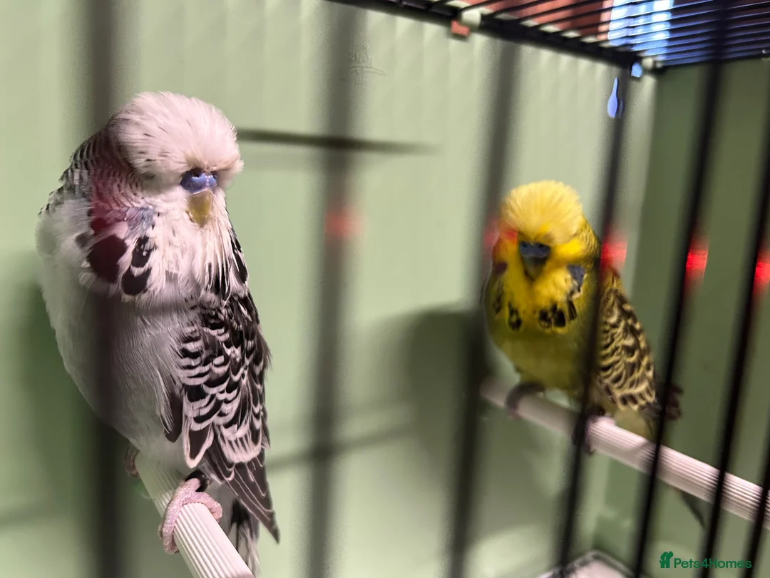 Budgerigars birds for sale: Budgies for sale, all in good health - Advert 1