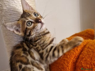 Bengal cats - Advert 34