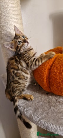 Bengal cats - Advert 4