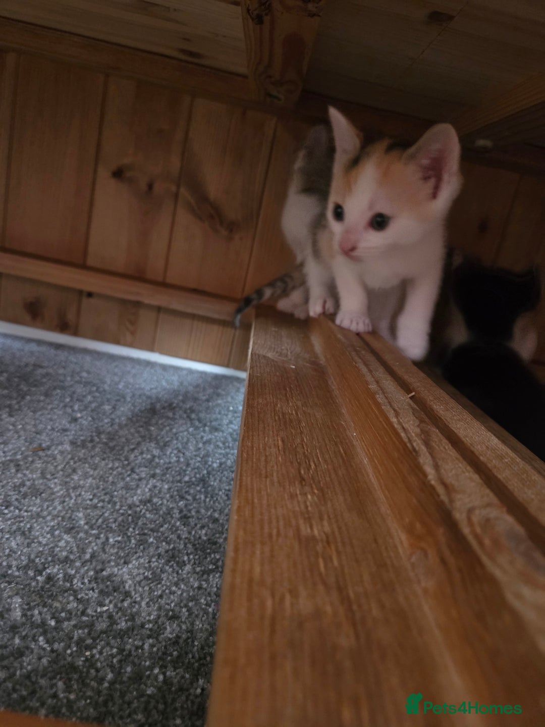Domestic Shorthair cats for sale: Beautiful kittens ready for home - Image 10