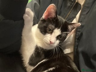 Domestic Shorthair cats - Advert 16