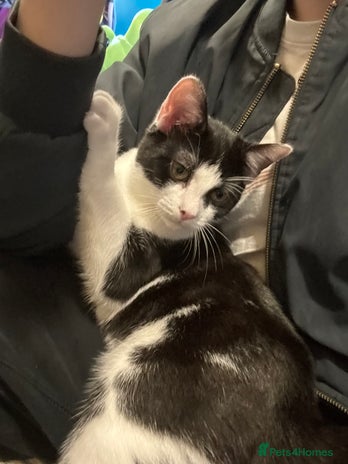 Domestic Shorthair cats - Advert 1