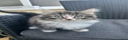 Mixed Breed cats for sale: Maine coon xxx  - Advert 9