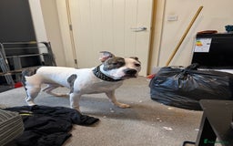 American Bull Staffy dogs for sale: American staff bull terrier  - Image 3