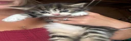 Mixed Breed cats for sale: 5 beautiful kittens looking for loving homes ❤️ - Advert 6