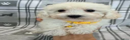 Maltipoo dogs for sale: Happy,loving affectionate Health Tested Maltipoo’s - Advert 25