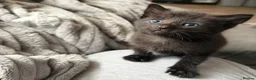 Mixed Breed cats for sale: 3 kittens  - Advert 5