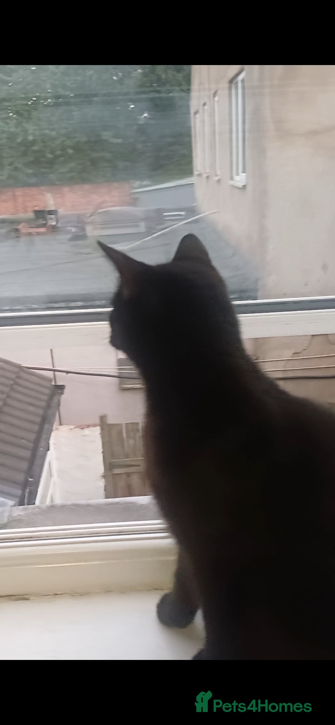 British Shorthair cats for sale: Two Cats - Advert 3