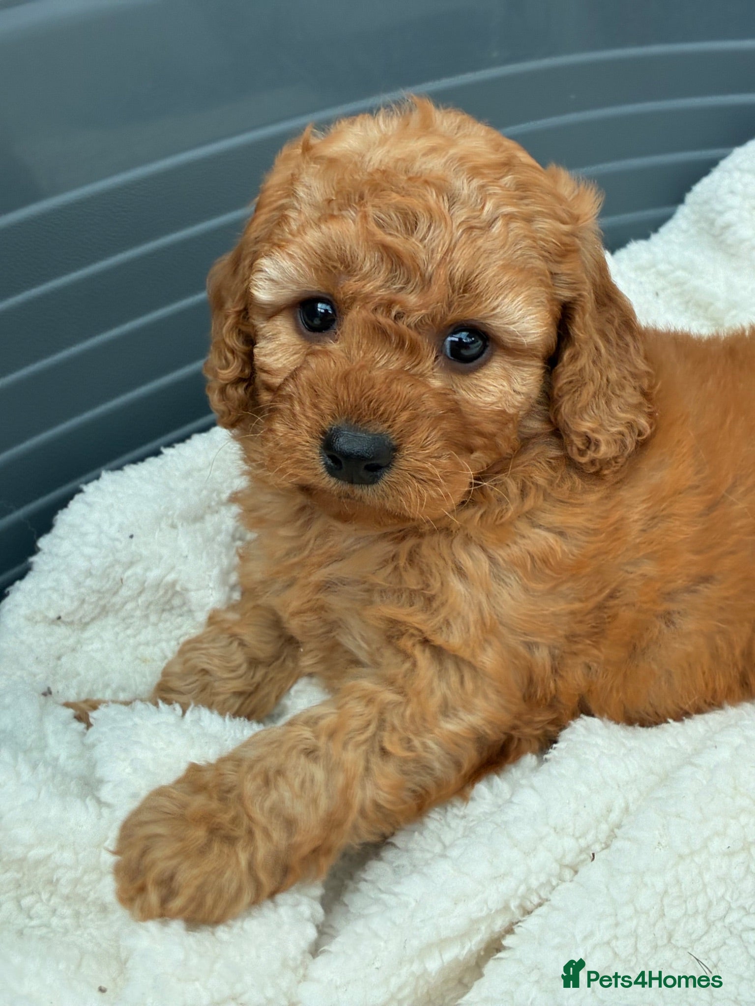 Cockapoo dogs F1b Cockapoo Puppies Available  - Advert 1