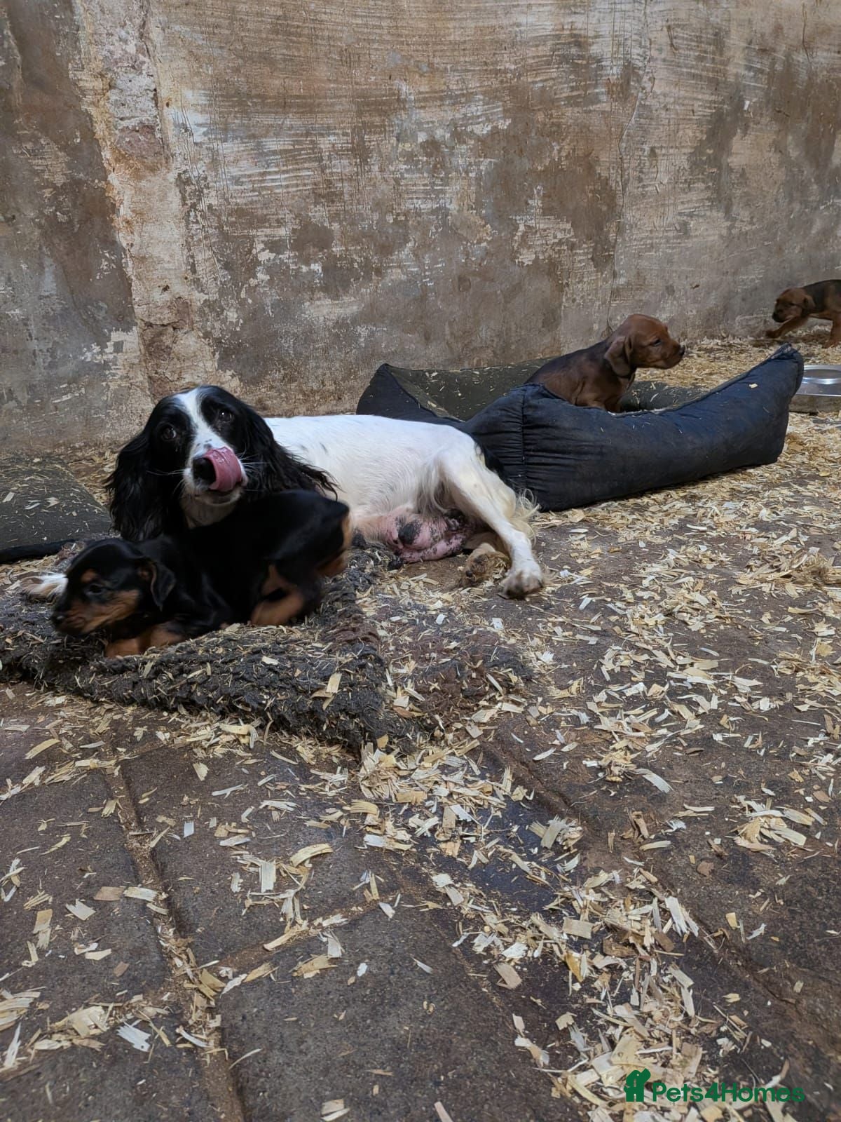 Mixed Breed dogs 4 beautiful springer x Lakeland puppies  - Advert 1