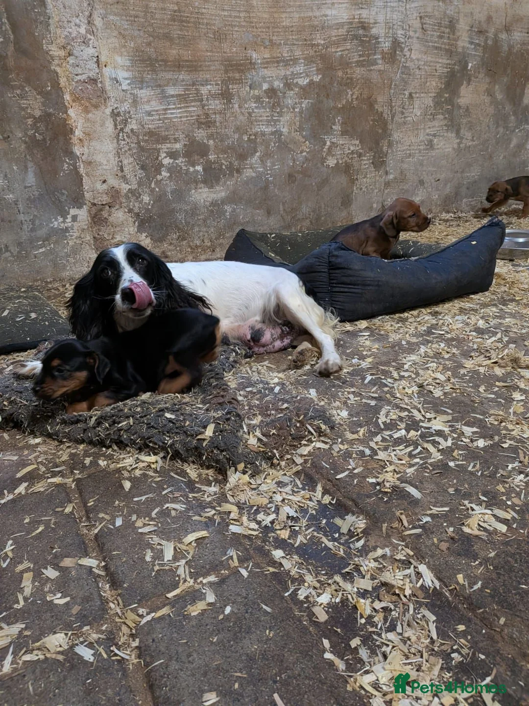 Mixed Breed dogs for sale: 4 beautiful springer x Lakeland puppies  - Advert 1