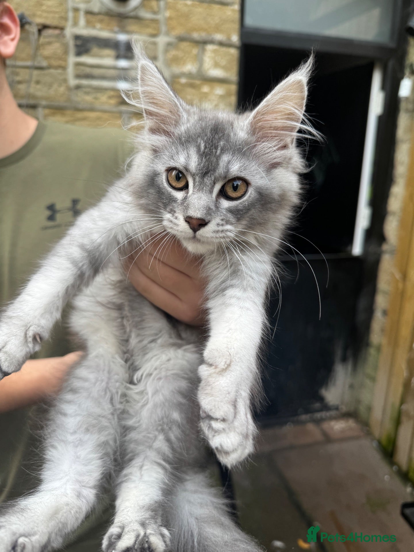 Maine Coon cats ✨ EXCEPTIONAL TICA-REGISTERED MAINE COON KITTENS ✨ - Advert 12