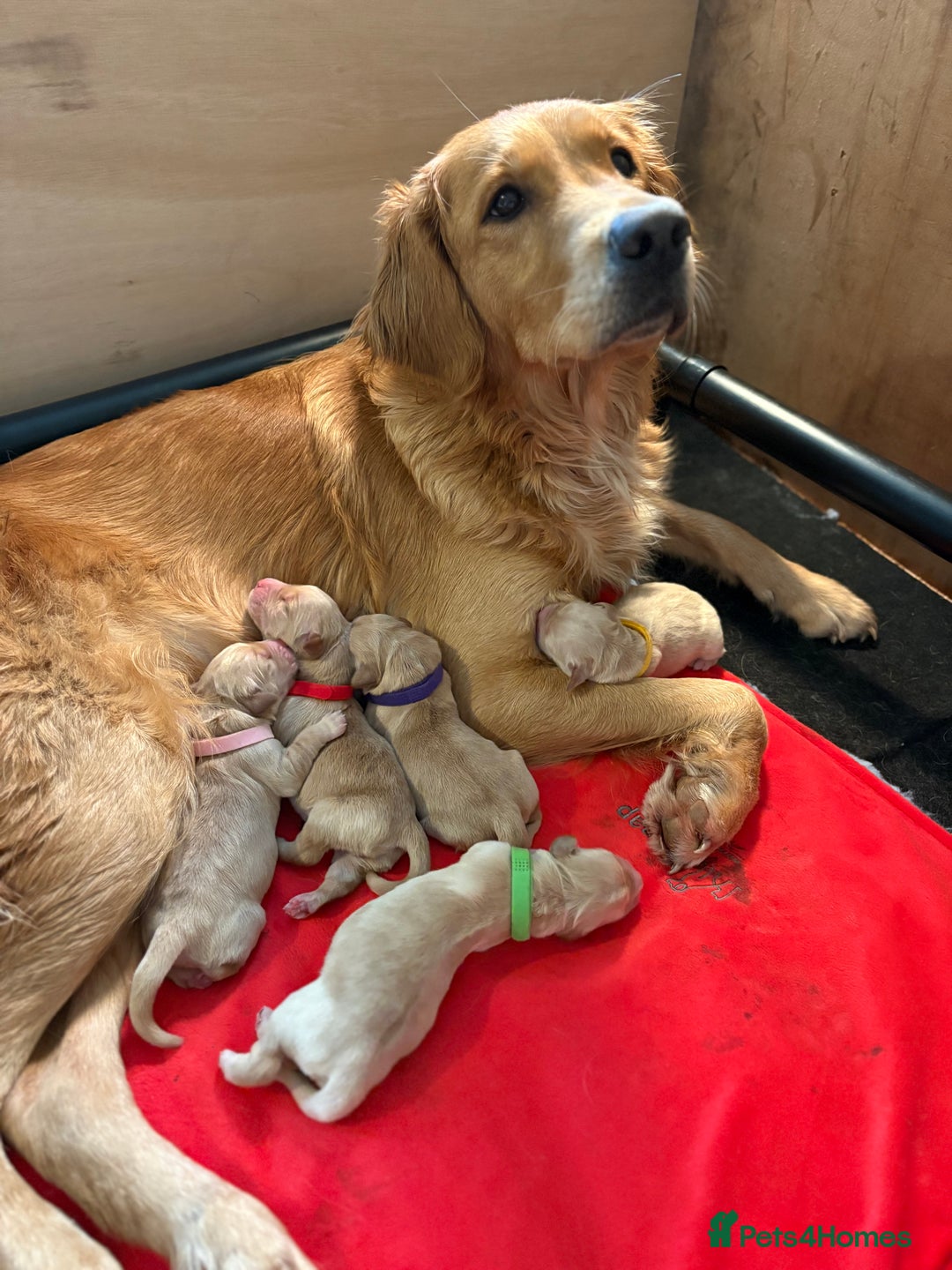 Golden Retriever dogs for sale: 1 female Golden Retriever Pup left for sale🥰🏡 - Advert 4