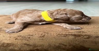 Toy Poodle dogs - Advert 3