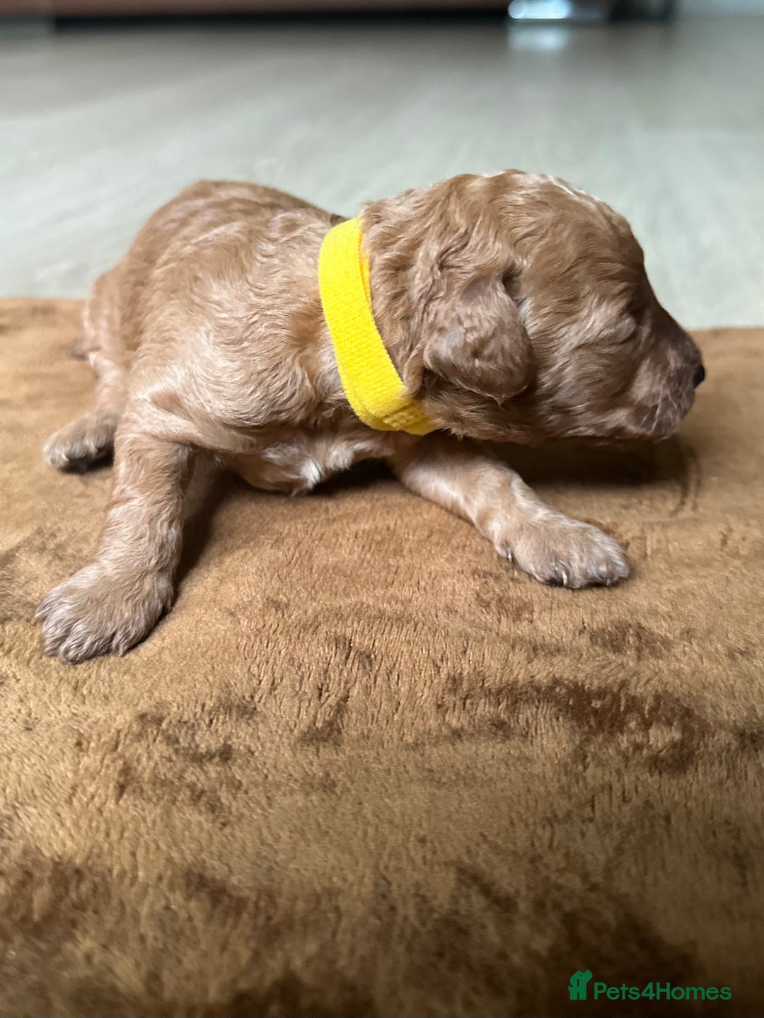 Toy Poodle dogs for sale: Red & black toy poodles  - Image 2