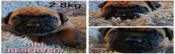 Mixed Breed dogs for sale: Muscle mastiff puppies  in Galashiels - Advert 3