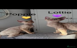 Devon Rex cats for sale: 1 girl left. Stunning Devon Rex GCCF kittens  - Image 24