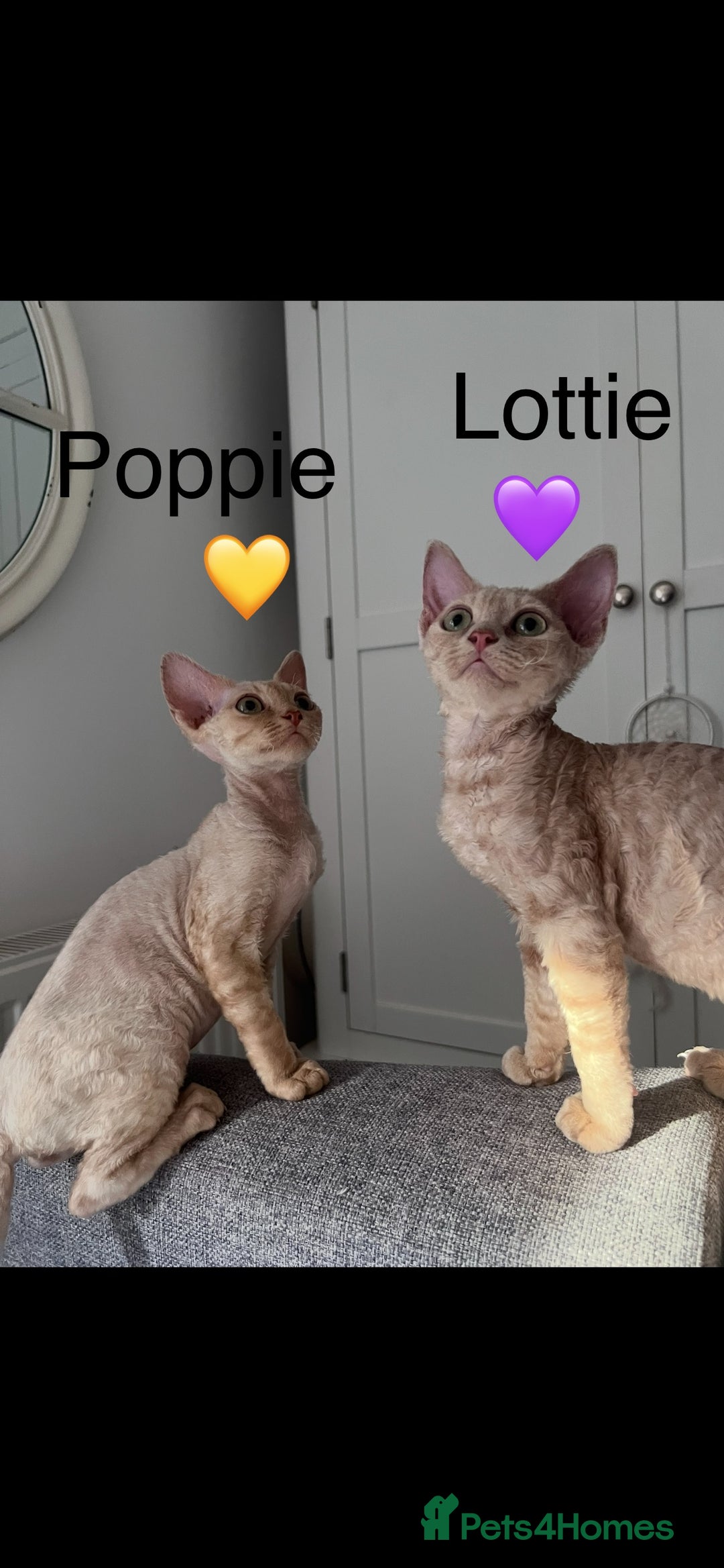 Devon Rex cats for sale: 1 girl left. Stunning Devon Rex GCCF kittens  - Image 24