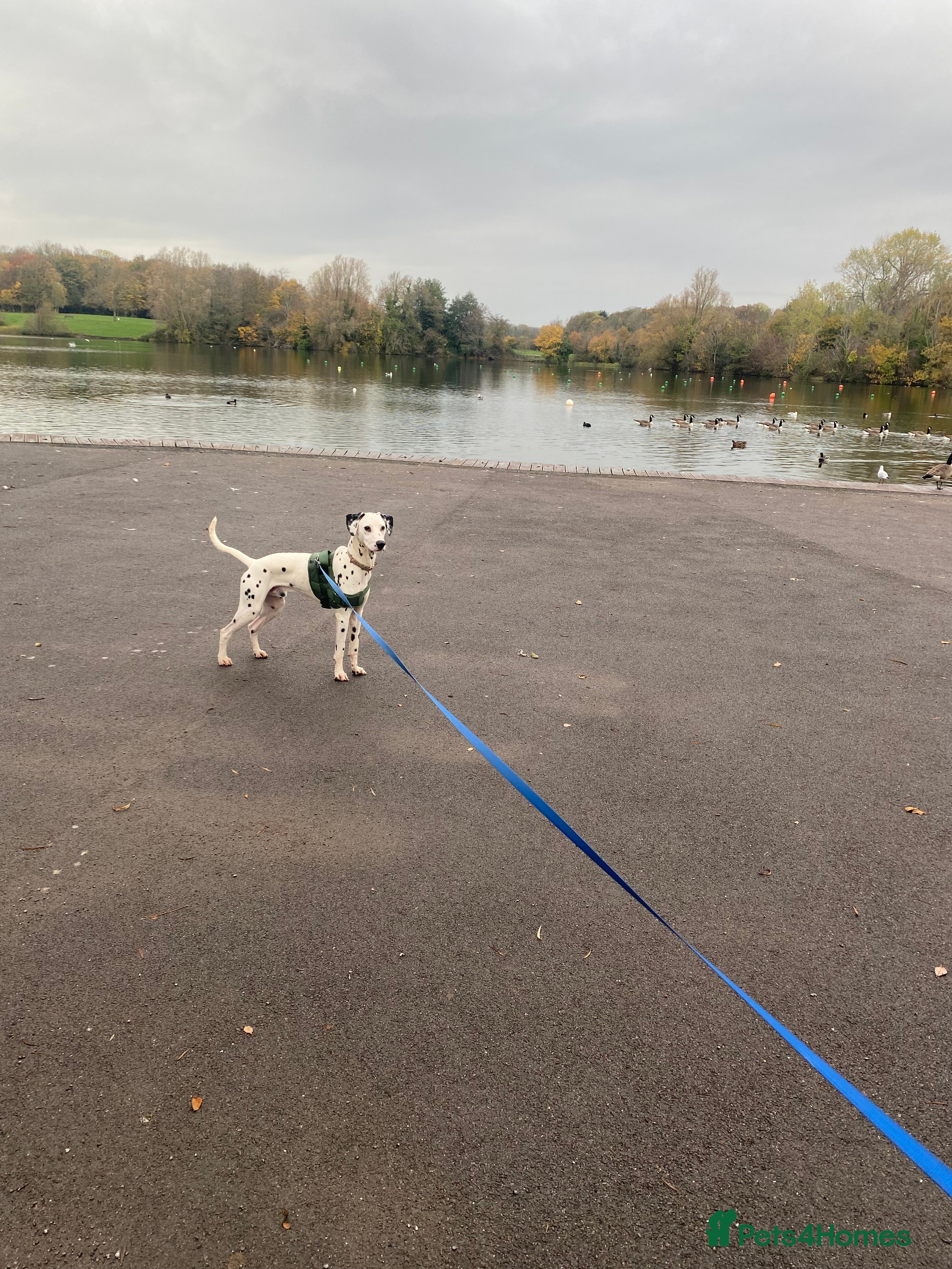 Dalmatian dogs 1 year old Dalmatian  - Advert 2