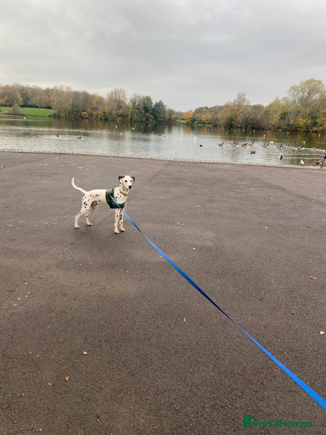 Dalmatian dogs for sale: 1 year old Dalmatian  - Advert 1