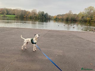 Dalmatian dogs 1 year old Dalmatian - Advert 6