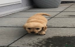 Jackapoo dogs for sale: 6 beautiful jackapoo pups - Image 20