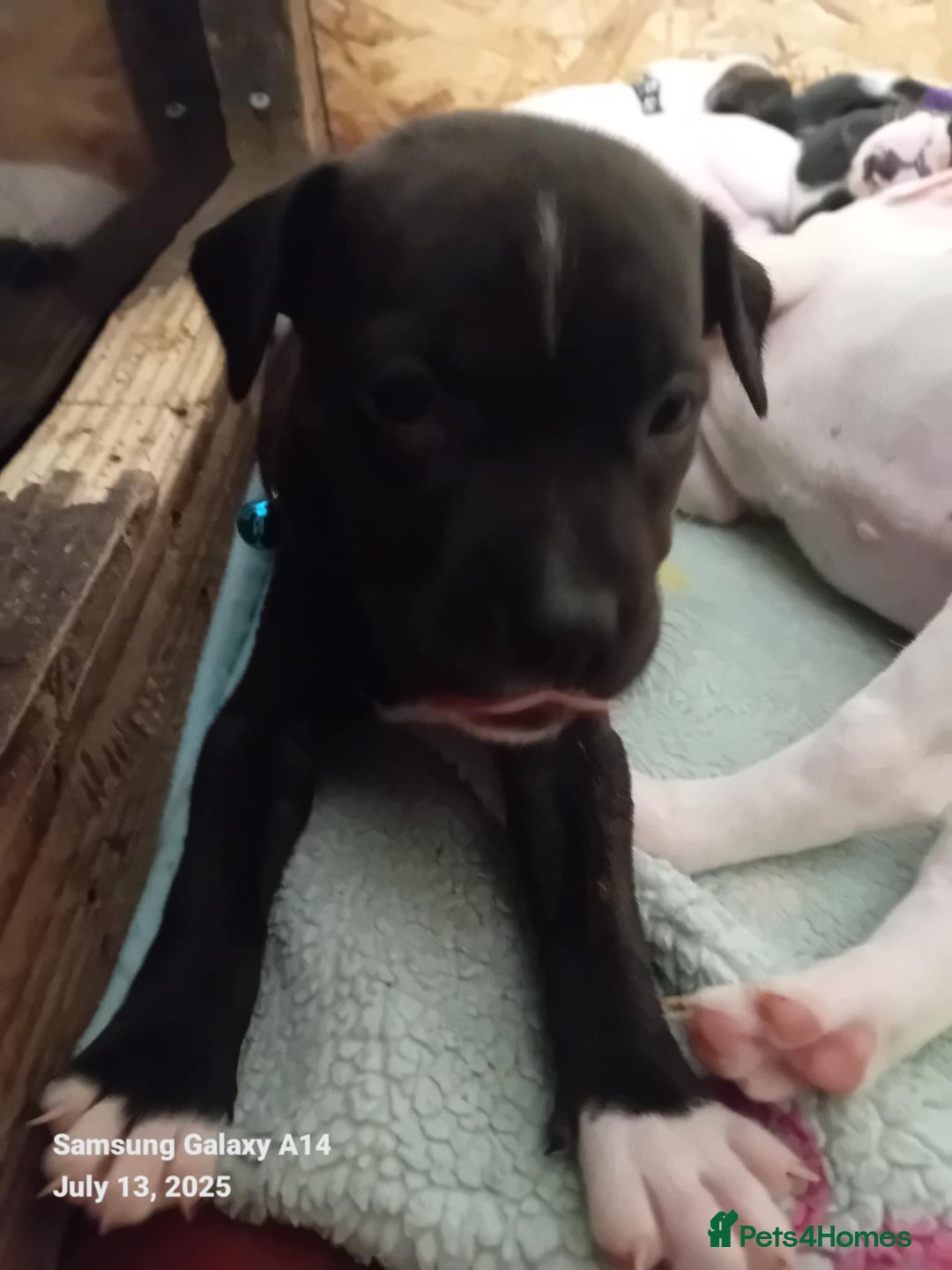 Staffordshire Bull Terrier dogs for sale: Staffie puppies for sale  - Image 12