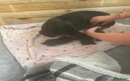 Miniature Dachshund dogs for sale: Miniature Dachshund Puppies   in Pontefract - Image 23
