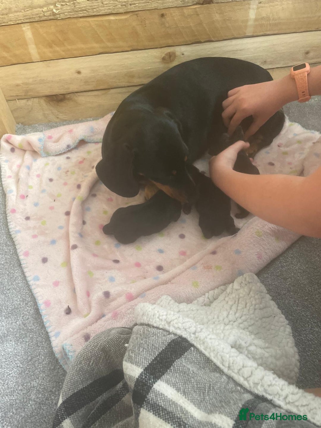 Miniature Dachshund dogs for sale: Miniature Dachshund Puppies   in Pontefract - Image 23