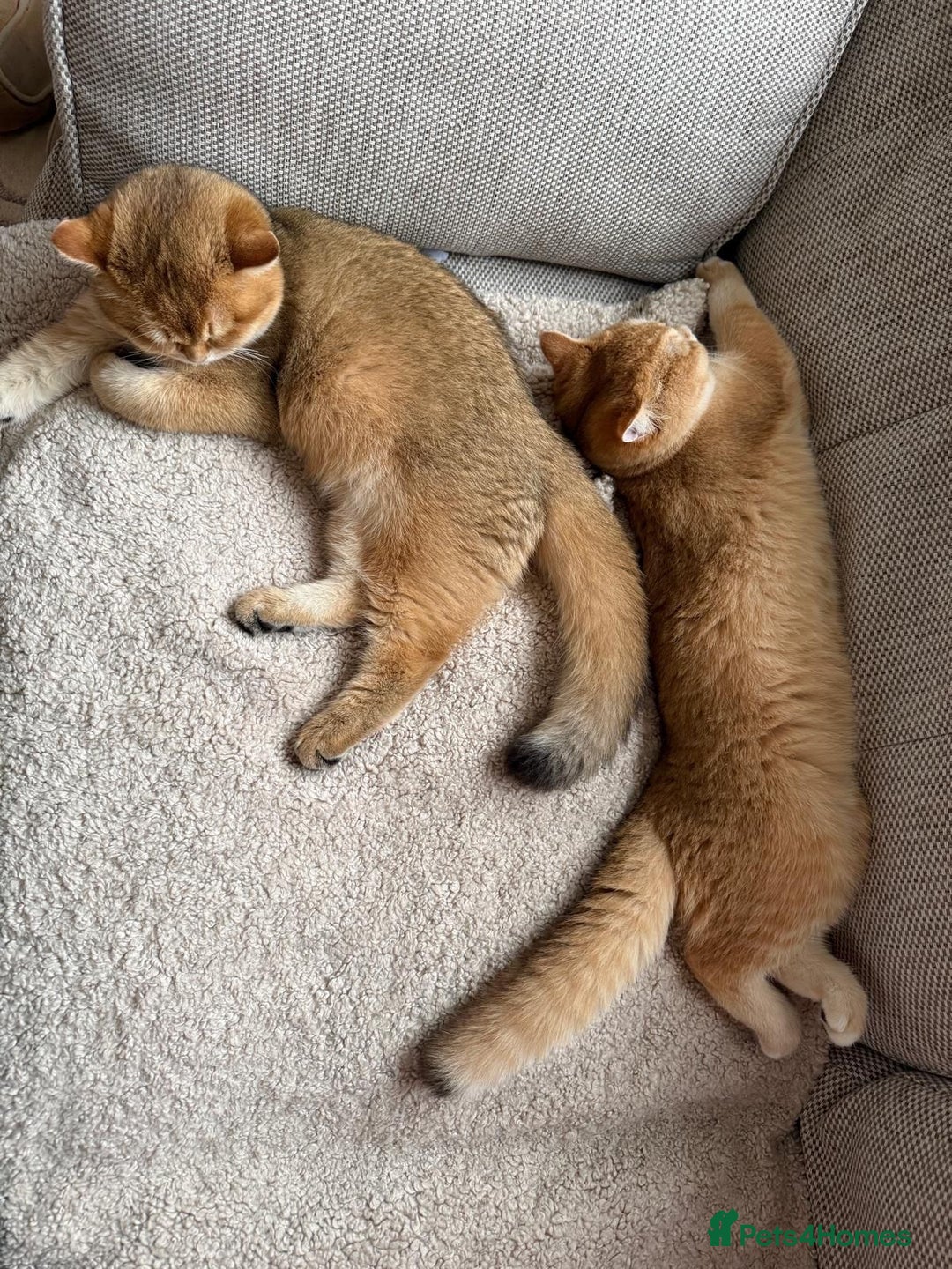 British Shorthair cats for sale: READY 2 Black Golden / Corin BSH boys - Advert 10