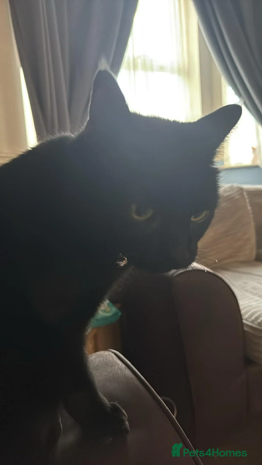 Mixed Breed cats for sale: Black cat  - Advert 1