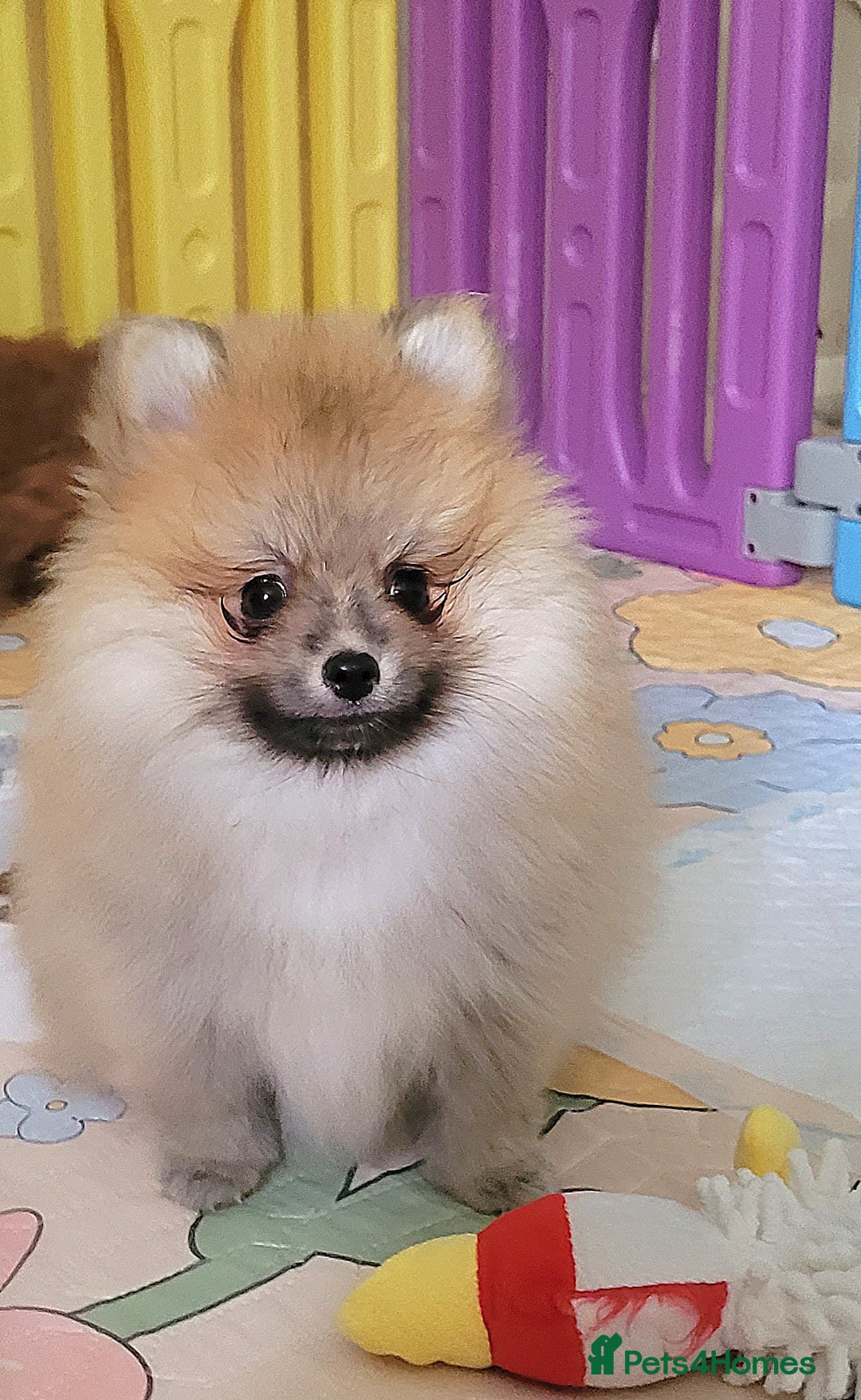 Pomeranian dogs for sale: 🔥XXXS🔥Pomeranian puppies🔥KC reg🔥for sale🔥 - Image 12