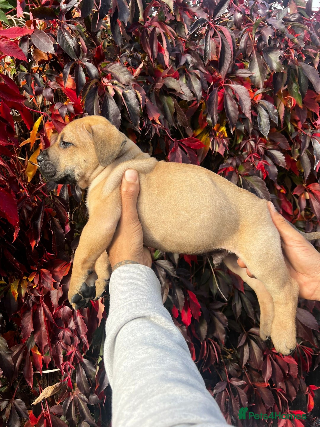 Presa Canario dogs for sale: 🏆UKC Pedigree Champion blood Presa Canario pups🏆 - Image 15