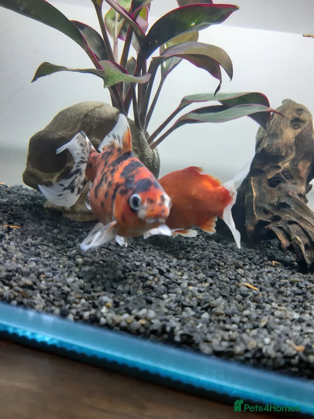 Shubunkins fish for sale: Tigga Female Shebunkin.  - Advert 1