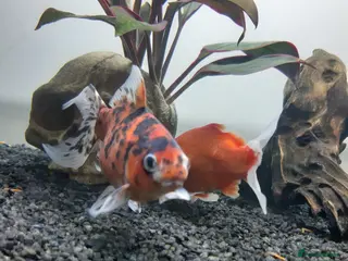 Shubunkins fish Tigga Female Shebunkin. - Advert 1