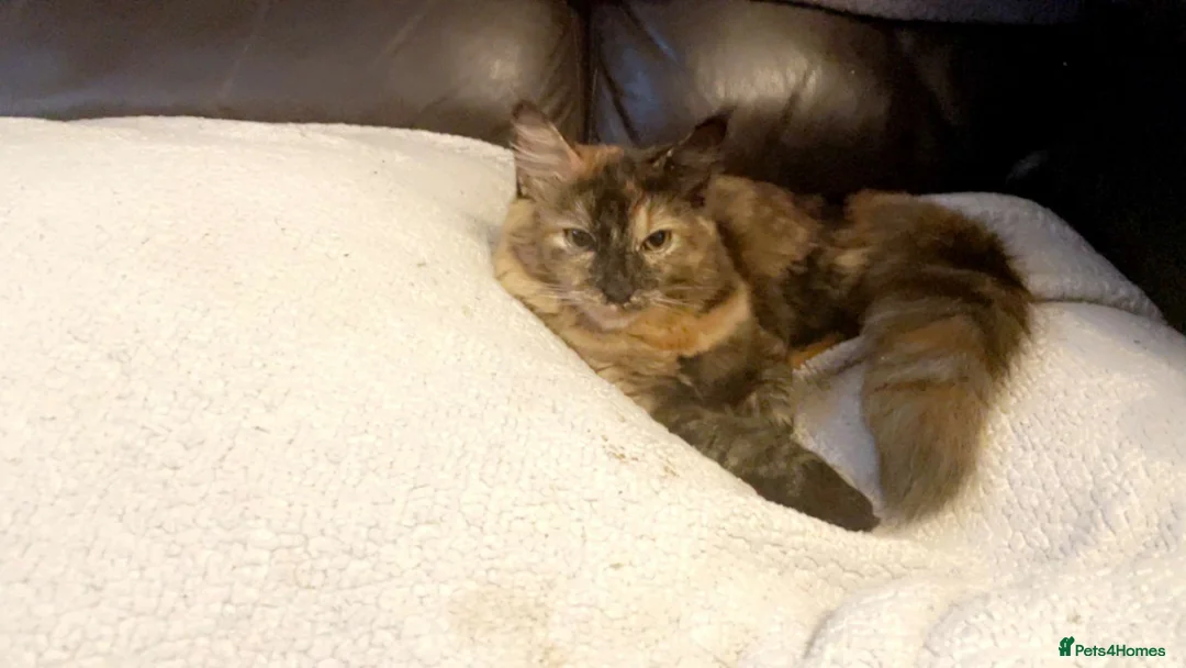 Mixed Breed cats for sale: 6 beautiful Birman cross British short hair  - Advert 11