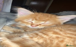 Mixed Breed cats for sale: Wonderful ginger Girl  - Image 3