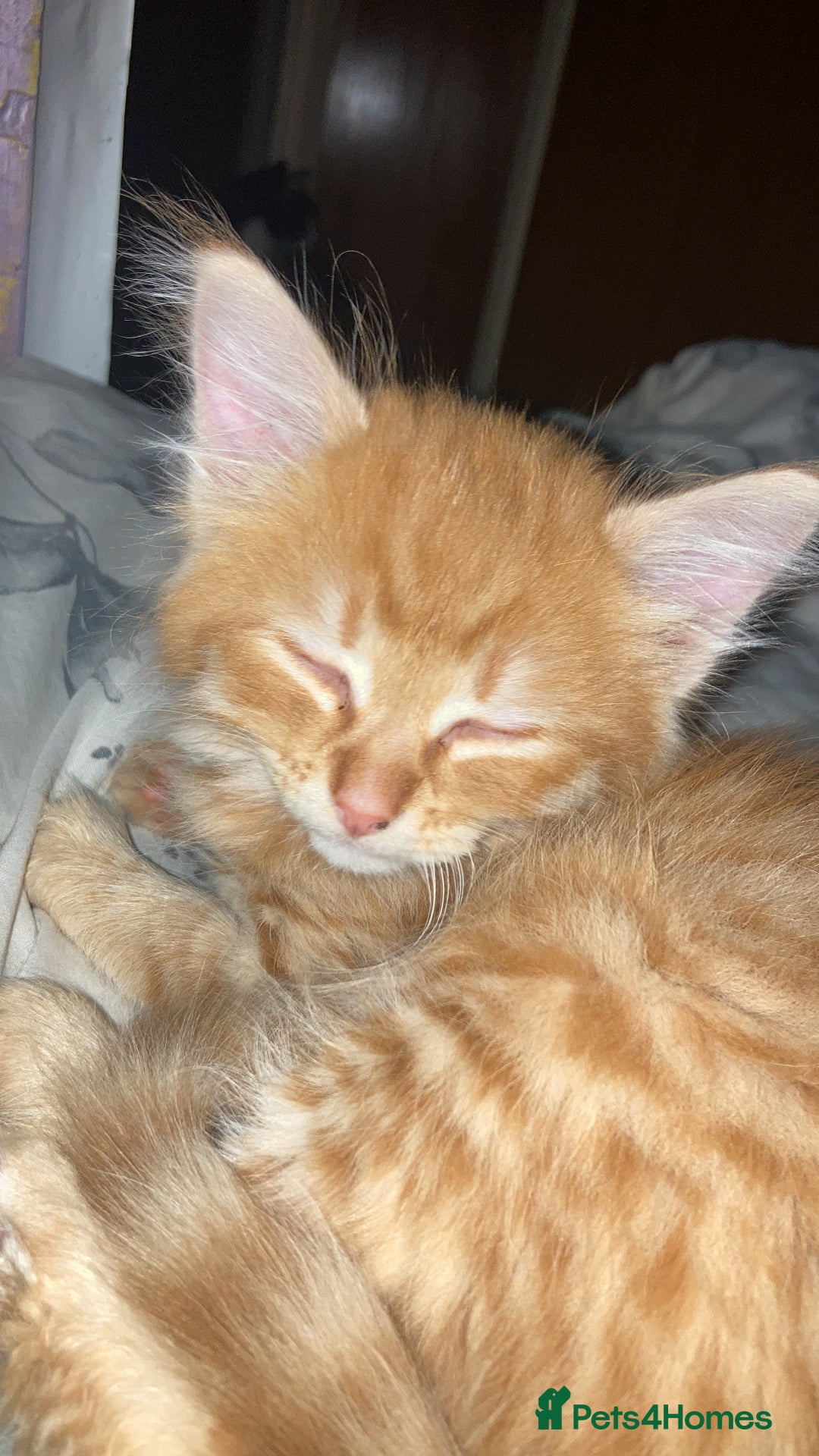 Mixed Breed cats for sale: Wonderful ginger Girl  - Image 3
