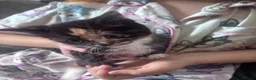 Domestic Shorthair cats for sale: Female Kittens - Advert 8
