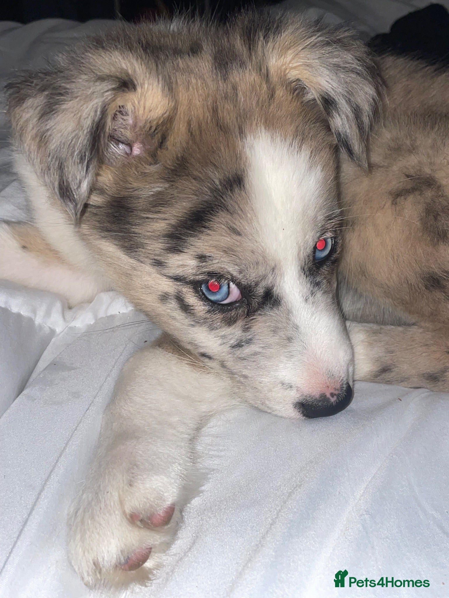 Mixed Breed dogs Siberian husky X Caucasian Shepard & pocket bully - Advert 11