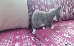 Munchkin cats for sale: Munchkin x Scottish Fold - Image 13
