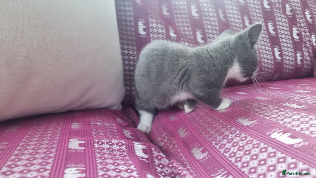 Munchkin cats for sale: Munchkin x Scottish Fold - Image 13