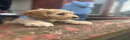 Cockapoo dogs for sale: Cockapoo puppy for sale – Cappuccino colour 🤎🤎 - Advert 7
