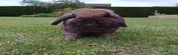 Mini Lop rabbits for sale: Pure bred EX-show mini lop male🩵 - Advert 2