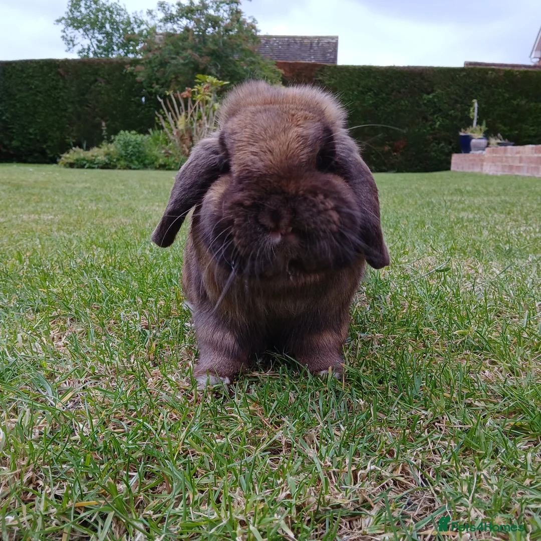 Mini Lop rabbits for sale: Pure bred EX-show mini lop male🩵 - Advert 2