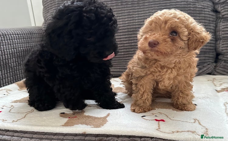 Toy Poodle dogs - Advert 6