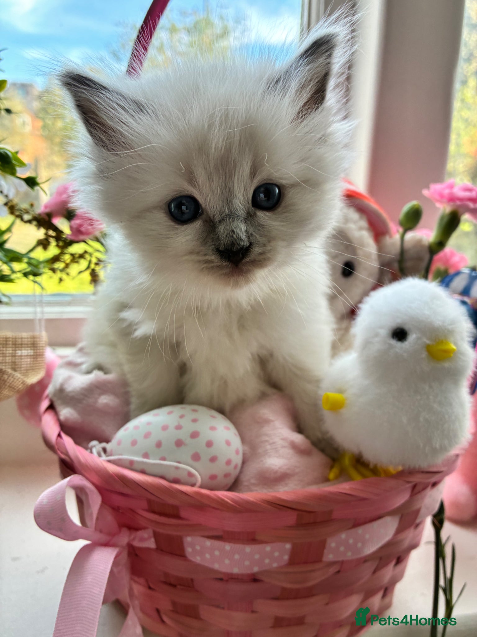 Ragdoll cats     Fluffy Ragdoll Kittens – Indoor Only 🧸 - Advert 1